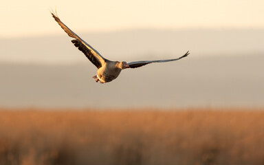 bird, himmel, fliegender, fliege, möve, abendrot, fliegen, meer, 