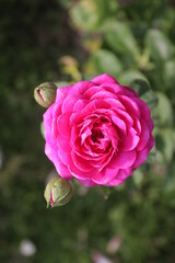 ハイディクルムローズ（バイオレットピンク）