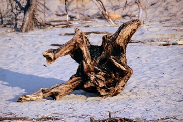 Fototapeta premium dead tree on the beach