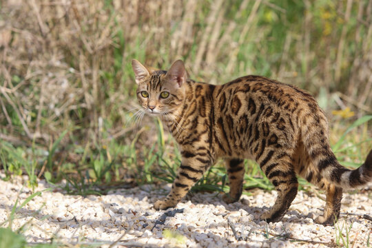 bangal cat on the white background. High quality photo