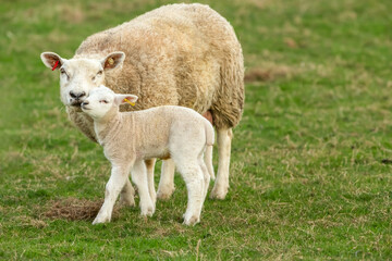 Naklejka na ściany i meble Mother's love, a tender moment between a ewe or female sheep and her newborn lamb in early Springtime. Yorkshire Dales, UK. Facing forward. Horizontal. Copy space.
