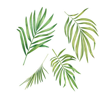 Exotic green plant in watercolor. Tropical leaves, palm leaf, bamboo. Isolated on a white background. Suitable for design, invitations, wallpapers, weddings, packaging. Botanical illustration