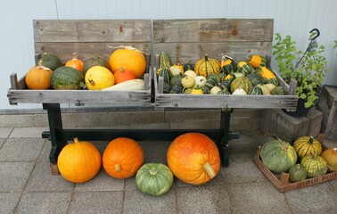 autumn colorful pumpkins draped to a beautiful backdrop 