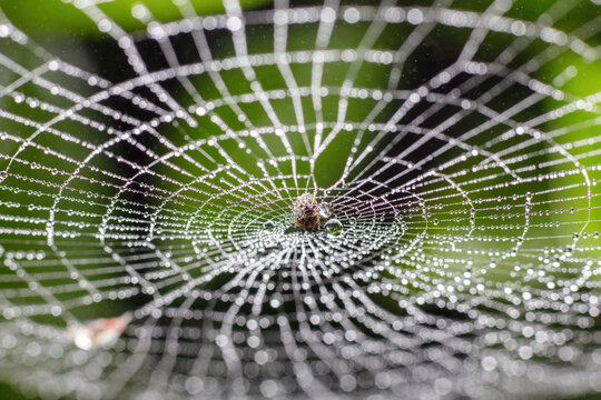 Chongqing mountain ecological insect spider and full net