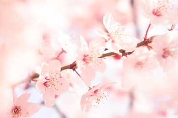 pink cherry blossom abstract background 