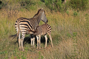 Fototapeta na wymiar Baby zebra suckling