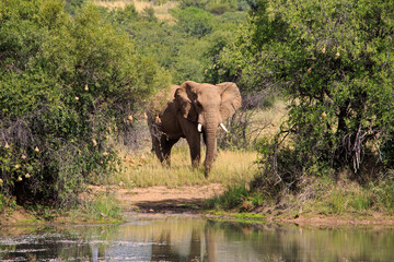 Obraz na płótnie Canvas Lone elephant approaching waterhole 2