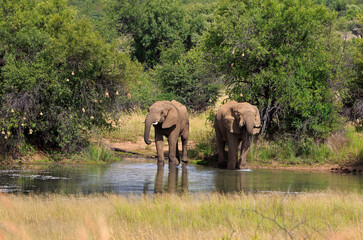 Fototapeta na wymiar Two elephants at the waterhole