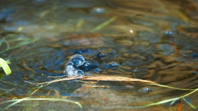 High angle view of Moor frog looking at camera then sinks underwater creating bubbles, static, day
