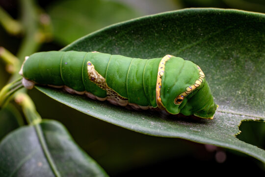 Chongqing rural ecological insect swallowtail caterpillar