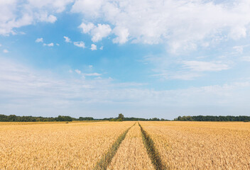 Pathway through the yellow wheat field under gorgeous blue sky with clouds. Ukrainian agriculture field.