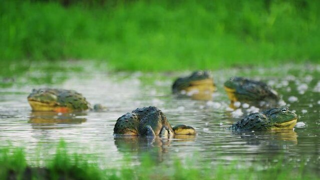 Group Of African Bullfrogs Breeding In Grassy Pond During Rainy Season In Central Kalahari, Botswana, South Africa. - Selective Focus