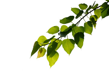 Fototapeta na wymiar green leaf and twig isolated on white background