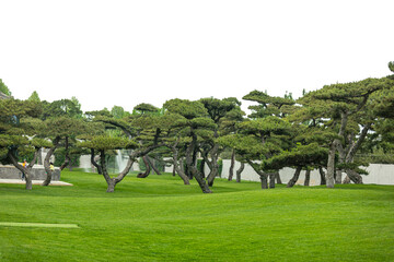 The beauty of the modelling of pine trees in the garden
