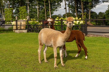 Obraz premium Two Alpacas in a green meadow. A fenced area with wood. In summer, green hedge and trees in the background. Animal themes. Selective focus