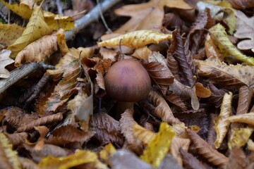 a small brown mushroom inside autumn leaves