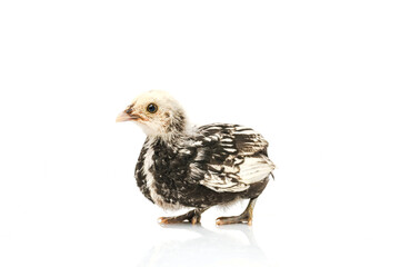 silver Sebright bantam hen isolated on white.