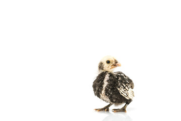 silver Sebright bantam hen isolated on white.
