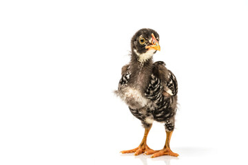 barred plymouth rock chicken isolated on white background.