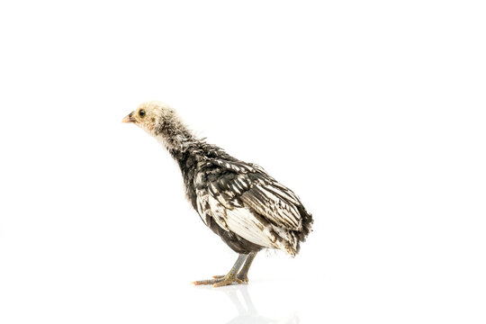 silver Sebright bantam hen isolated on white.