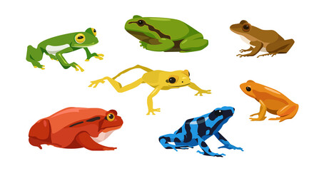 Fototapeta premium Set of frogs in cartoon style. Vector illustration of reptiles isolated on white background. Types of frogs in the picture glass, tree, craugastor, tomato, golden poison, mantella, poison dart.