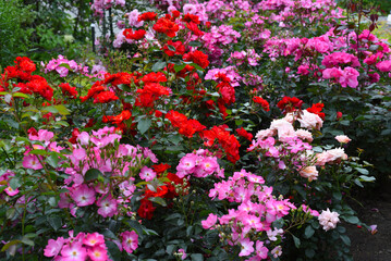 Obraz premium Tea rose with buds on green background