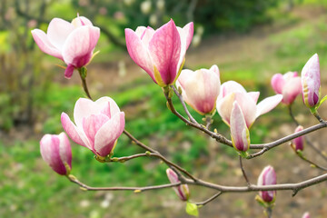 Blooming pink magnolia flowers. Branch of magnolia tree