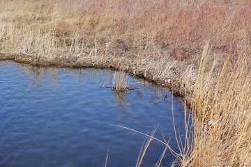 reeds in the water