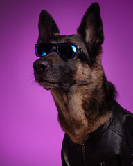 Perro pastor alemán con gafas de sol. Fotografía de estudio