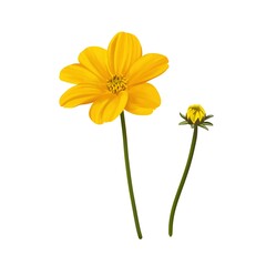 鮮やかな黄色のビデンスの花と蕾　線画なし