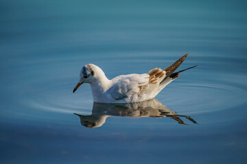 Slender-billed Gull (Chroicocephalus genei) swimming in the turquoise sea