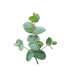 鮮やかな緑のユーカリの枝　線画なし