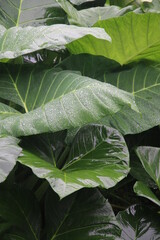 Photo of Colocasia Esculenta (taro leaves) exposed to rain, causing water droplets on the leaves