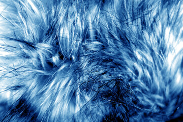 Obraz premium Animal fur close up in navy blue tone.