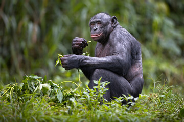 Bonobo chimpanzee in the wilderness in Democratic Republic of the Congo - obrazy, fototapety, plakaty