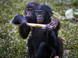 Pair of baby bonobo monkeys eating a stalk in the Democratic Republic of the Congo - obrazy, fototapety, plakaty
