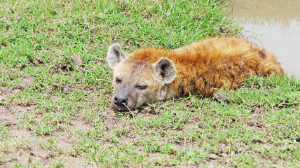Fototapeta premium The spotted hyena is refreshed in a pond on a hot African day in the Masai Mara National Park in Kenya. The hyena bathes in a puddle in the middle of the savannah.