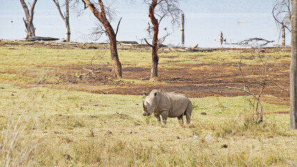 Fototapeta premium White rhino grazes on pasture. A male white rhino grazes in an acacia grove on the shores of Lake Nakuru in Kenya.