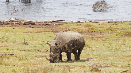 Fototapeta na wymiar White rhino grazes on pasture. A male white rhino grazes in an acacia grove on the shores of Lake Nakuru in Kenya.