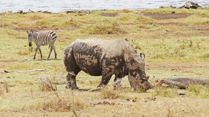 Fototapeta premium White rhino grazes on pasture. A male white rhino grazes in an acacia grove on the shores of Lake Nakuru in Kenya.