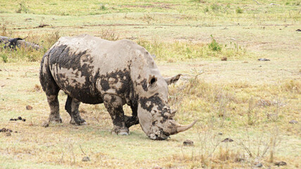 Obraz premium White rhino grazes on pasture. A male white rhino grazes in an acacia grove on the shores of Lake Nakuru in Kenya.