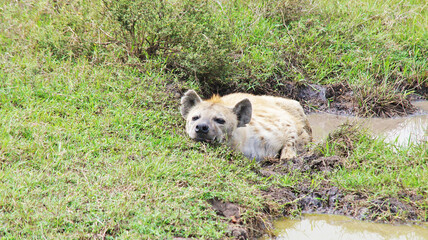 The spotted hyena is refreshed in a pond on a hot African day in the Masai Mara National Park in Kenya. The hyena bathes in a puddle in the middle of the savannah.