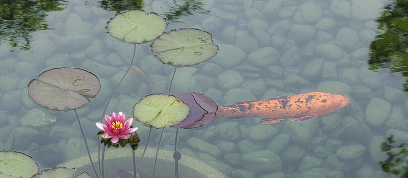 Suzhou museum outdoor green lotus leaf and golden fish