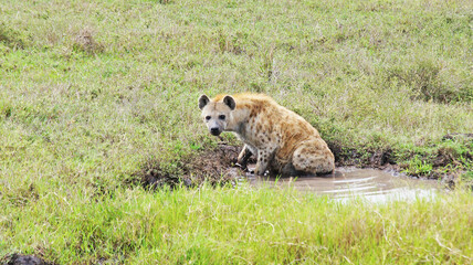 Obraz premium The spotted hyena is refreshed in a pond on a hot African day in the Masai Mara National Park in Kenya. The hyena bathes in a puddle in the middle of the savannah.