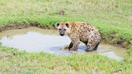 Obraz premium The spotted hyena is refreshed in a pond on a hot African day in the Masai Mara National Park in Kenya. The hyena bathes in a puddle in the middle of the savannah.