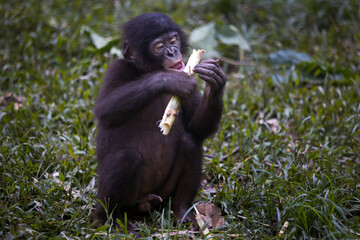Baby bonobo monkey eating a stick in the Democratic Republic of the Congo - obrazy, fototapety, plakaty