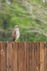 Hawk sitting on fence hunting for prey on a rainy day