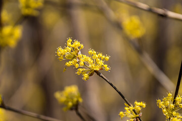 golden bell flower