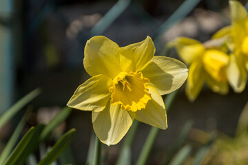 daffodils in the garden