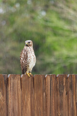 Hawk sitting on fence hunting for prey on a rainy day